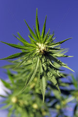 Strang einer Cannabispflanze
