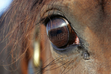 Goerlsdorf  das Auge eines Pferdes