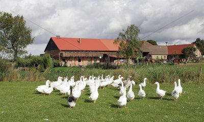 Prangendorf  Pommerngaense auf dem Bauernhof