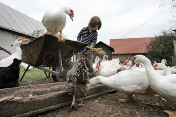 Prangendorf  ein Kind fuettert Huehner und Enten auf dem Bauernhof