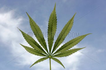 Blatt einer Cannabispflanze