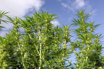 Symbolfoto Cannabispflanze