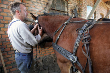 Prangendorf  ein Bauer spannt sein Pferd an