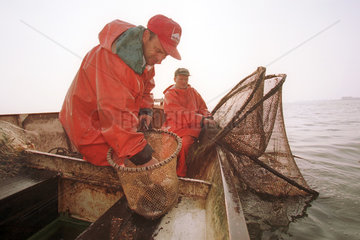 Kuestenfischer auf dem Oderhaff beim Leeren einer Reuse