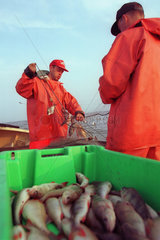 Kuestenfischer auf dem Oderhaff beim Einholen der Netze