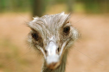 Ueckermuende  lustiges Portrait eines Emu