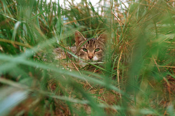 Eine Hauskatze  die sich im Gras versteckt