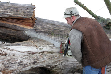 Prangendorf  Mann zersaegt einen Baumstamm