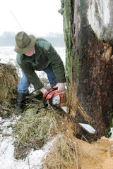 Prangendorf  Mann faellt einen Baum