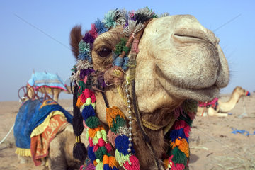 Dubai  Kamel in der Wueste
