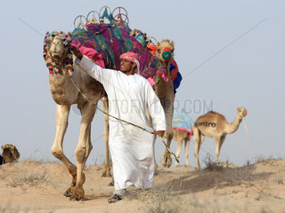 Dubai  arabischer Mann mit seinen Kamelen in der Wueste