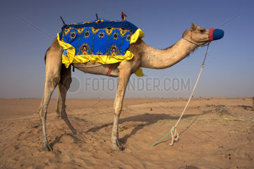 Dubai  Kamel in der Wueste