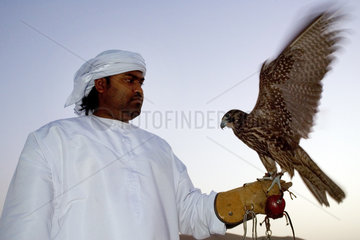 Dubai  arabischer Mann mit einem Jagdfalken