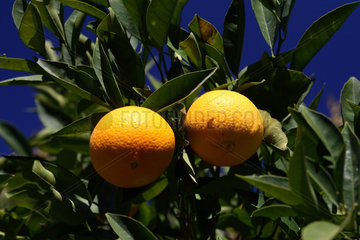 Marmaris  Orangenbaum