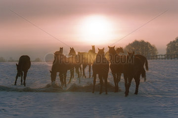 Pferde auf einer verschneiten Koppel im Gegenlicht