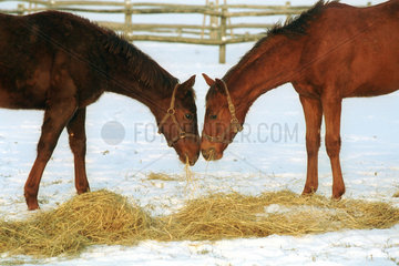 Pferde auf einer verschneiten Koppel beim Fressen