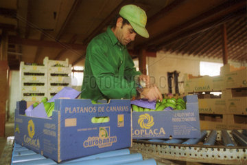 Ein Arbeiter verpackt Bananen in einer Bananenfabrik
