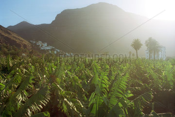 Bananenplantage auf Gomera