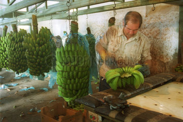 Arbeiter beim Zerteilen einer Bananenstaude
