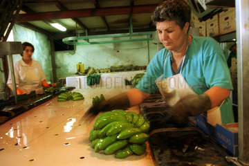 Arbeiterin beim Sortieren frisch zerlegter unreifer Bananen
