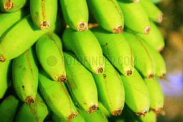 Eine Bananenstaude auf einer Bananenplantage