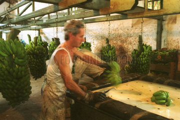 Arbeiter beim Zerteilen einer Bananenstaude