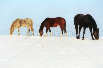 Pferde auf einer verschneiten Koppel