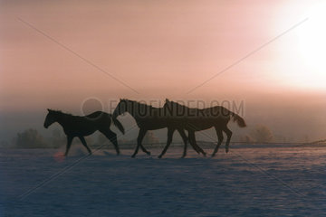 Pferde auf einer verschneiten Koppel im Gegenlicht