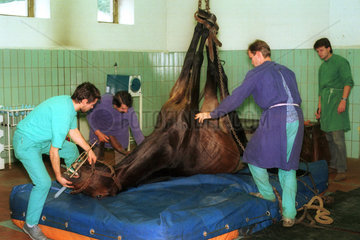 Tieraerzte bei einer Operation am Pferd