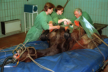 Tieraerzte bei einer Operation am Pferd