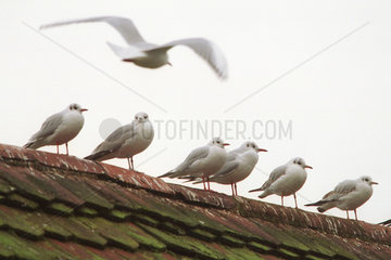 Moewen sitzen auf einem Dach