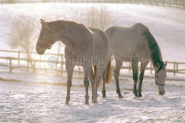 Pferde auf einer verschneiten Koppel