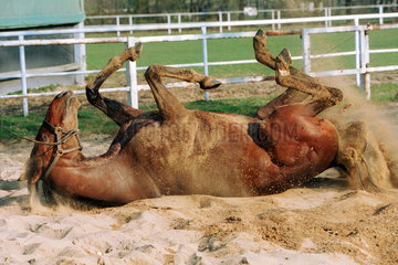 Ein Pferd waelzt sich im Sand