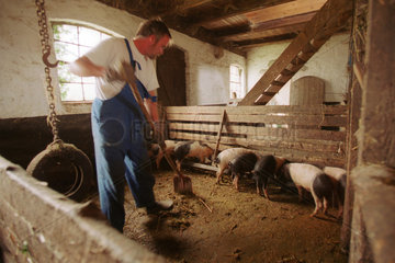 Der Bauer beim Ausmisten im Schweinestall