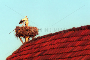 Stoerche in ihrem Horst auf einem Dach