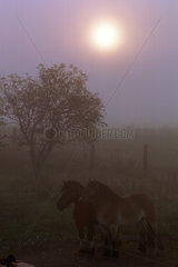 Pferde auf einer Weide im Morgenlicht