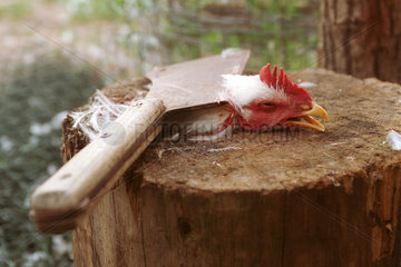 Symbolfoto eines geschlachteten Huhnes