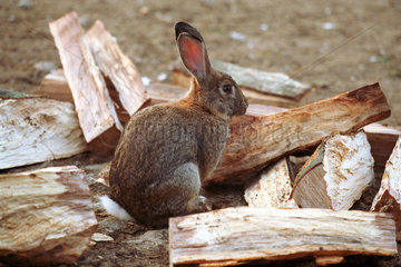Ein Kaninchen im Freien