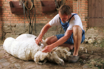 Schaf wird geschoren