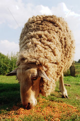 Ein Schaf beim Fressen