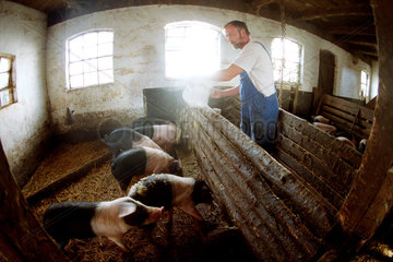 Der Bauer beim Fuettern von Sattelschweinen im Schweinestall