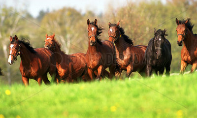 Goerlsdorf  Pferde im Galopp auf der Weide