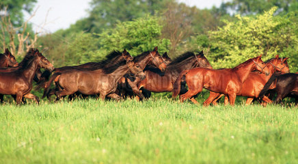 Graditz  Pferde im Trab auf der Weide