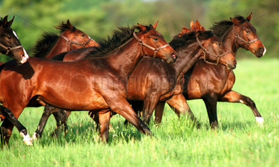 Graditz  Pferde im Galopp auf der Weide