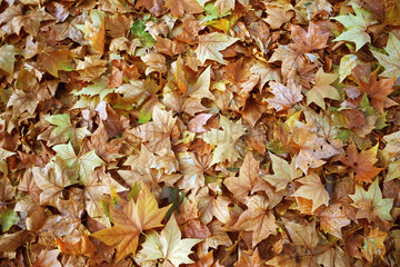 Symbolfoto Herbstblaetter