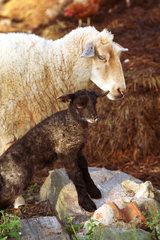 Ein Mutterschaf mit seinem frisch geborenen Lamm