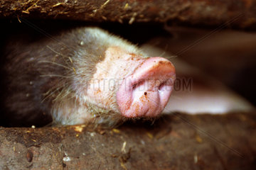 Die Nase eines Sattelschweins