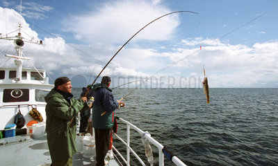 Ein Angler hat einen Dorsch auf der Ostsee gefangen
