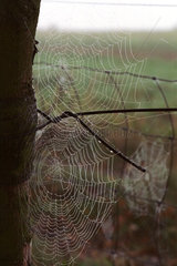 Spinnennetze mit Morgenreif