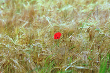 Roter Mohn in einem Gerstenfeld